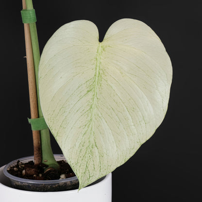 Monstera Full Mint (Non-TC)