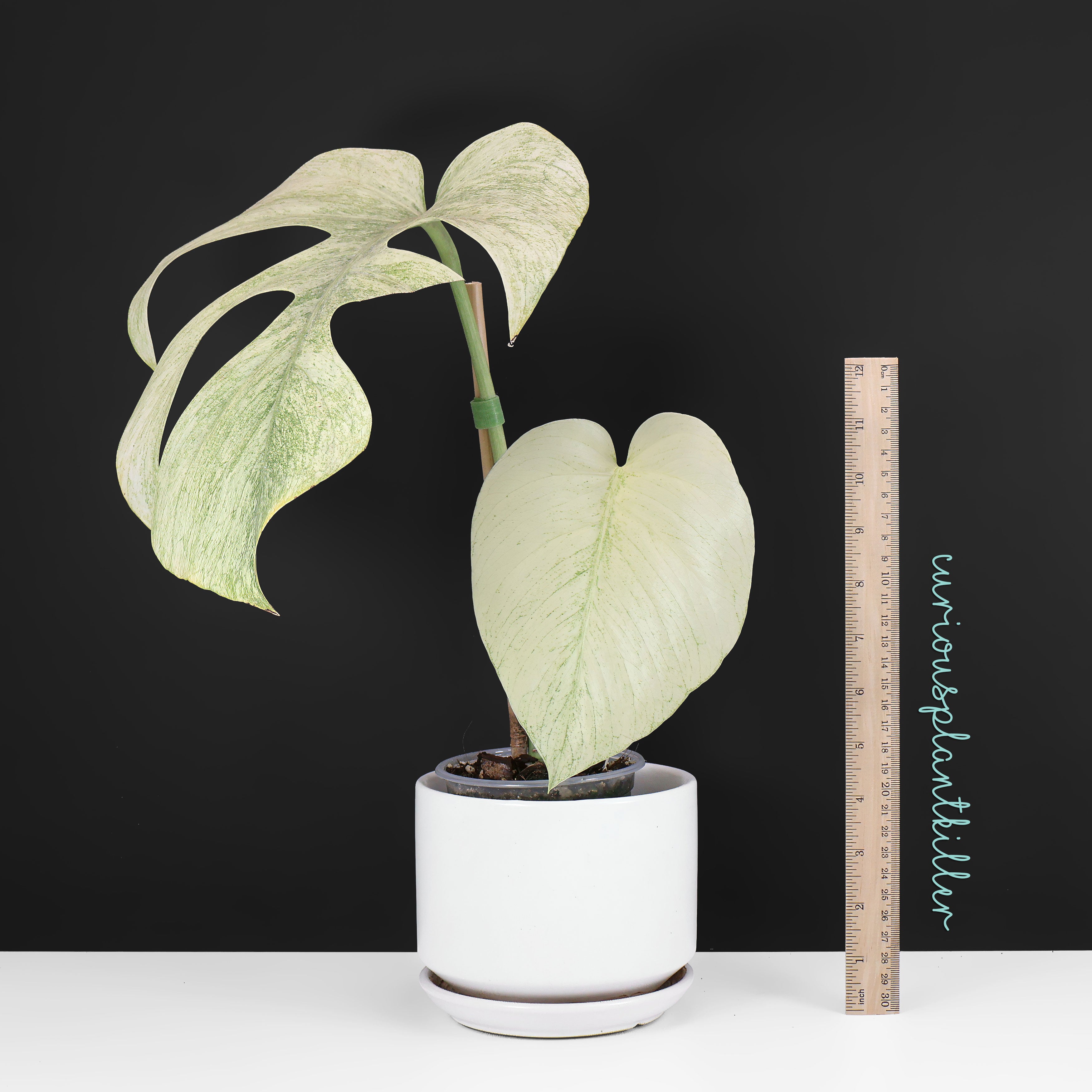 Monstera Full Mint (Non-TC) – Curious Plant Killer