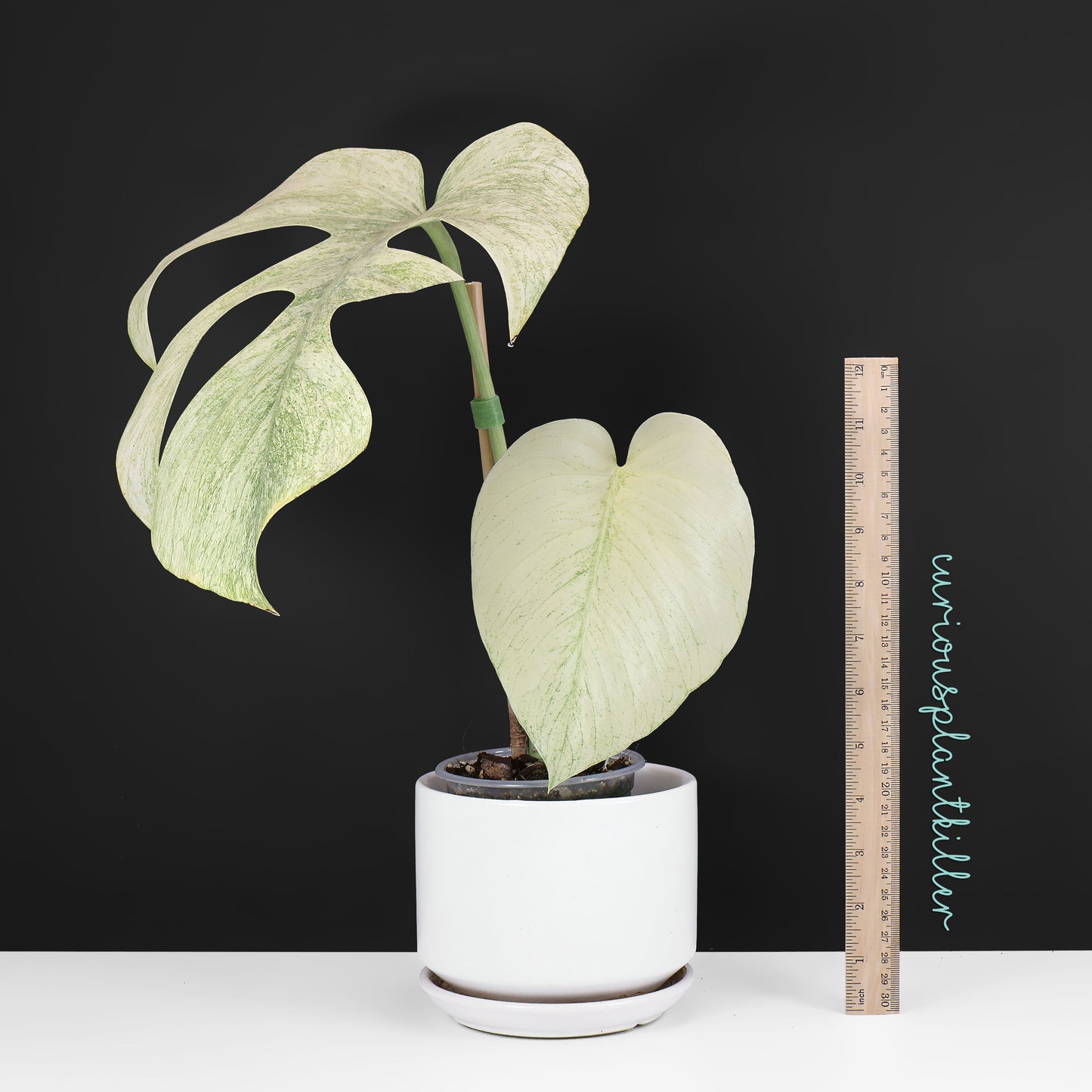Monstera Full Mint (Non-TC)