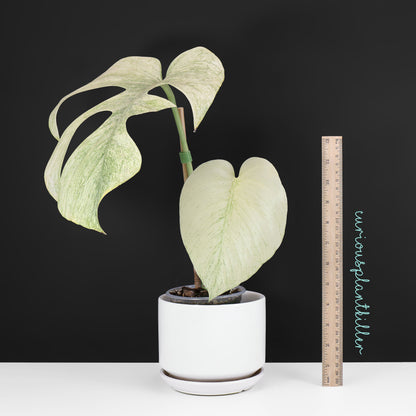 Monstera Full Mint (Non-TC)