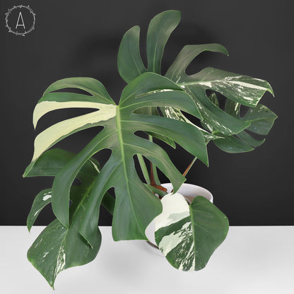 Monstera Jungle Mint (sin TC)