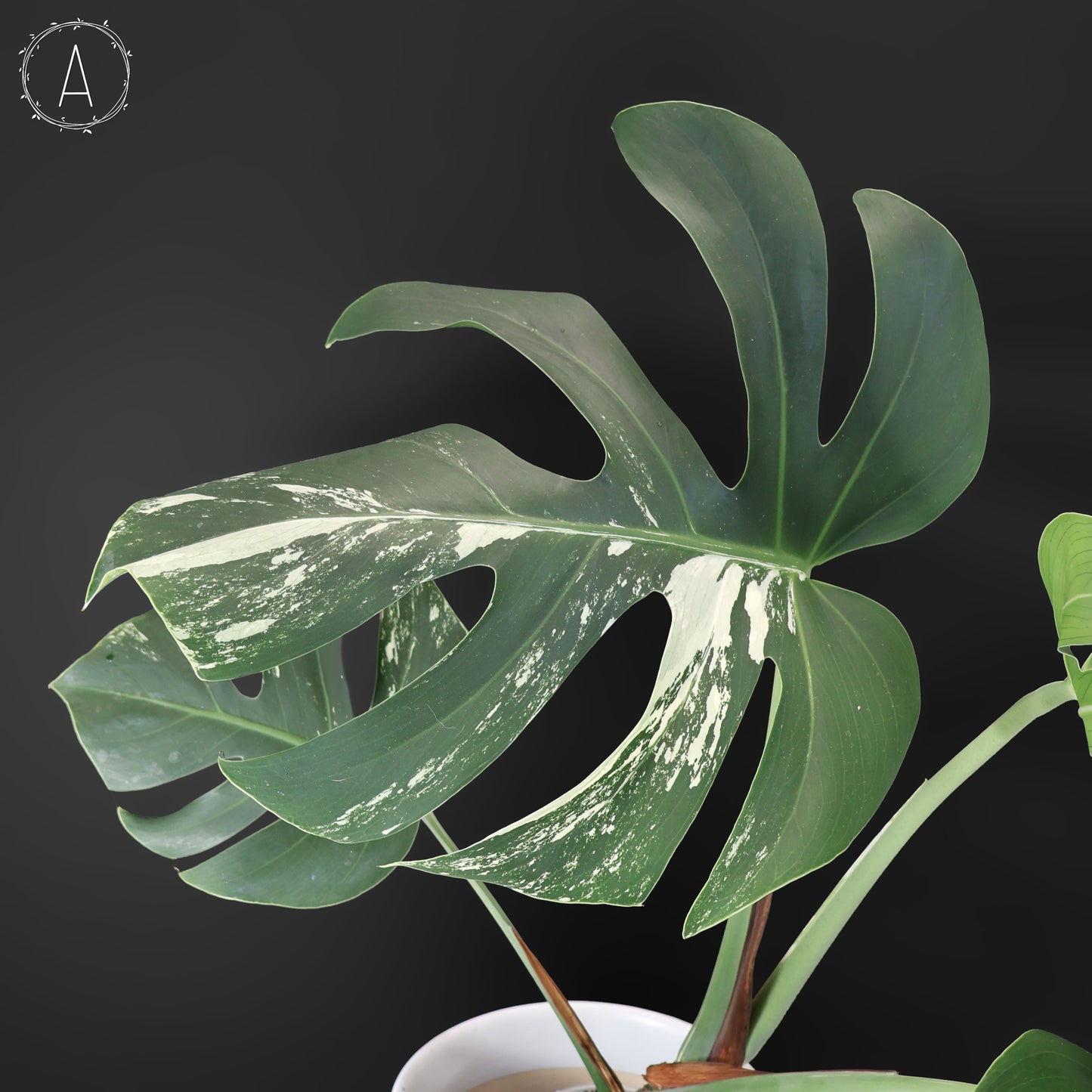 Monstera Jungle Mint (sin TC)