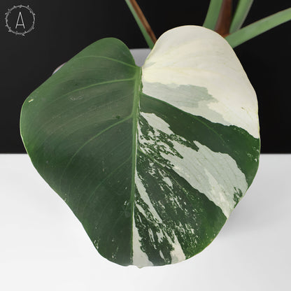 Monstera Jungle Mint (sin TC)