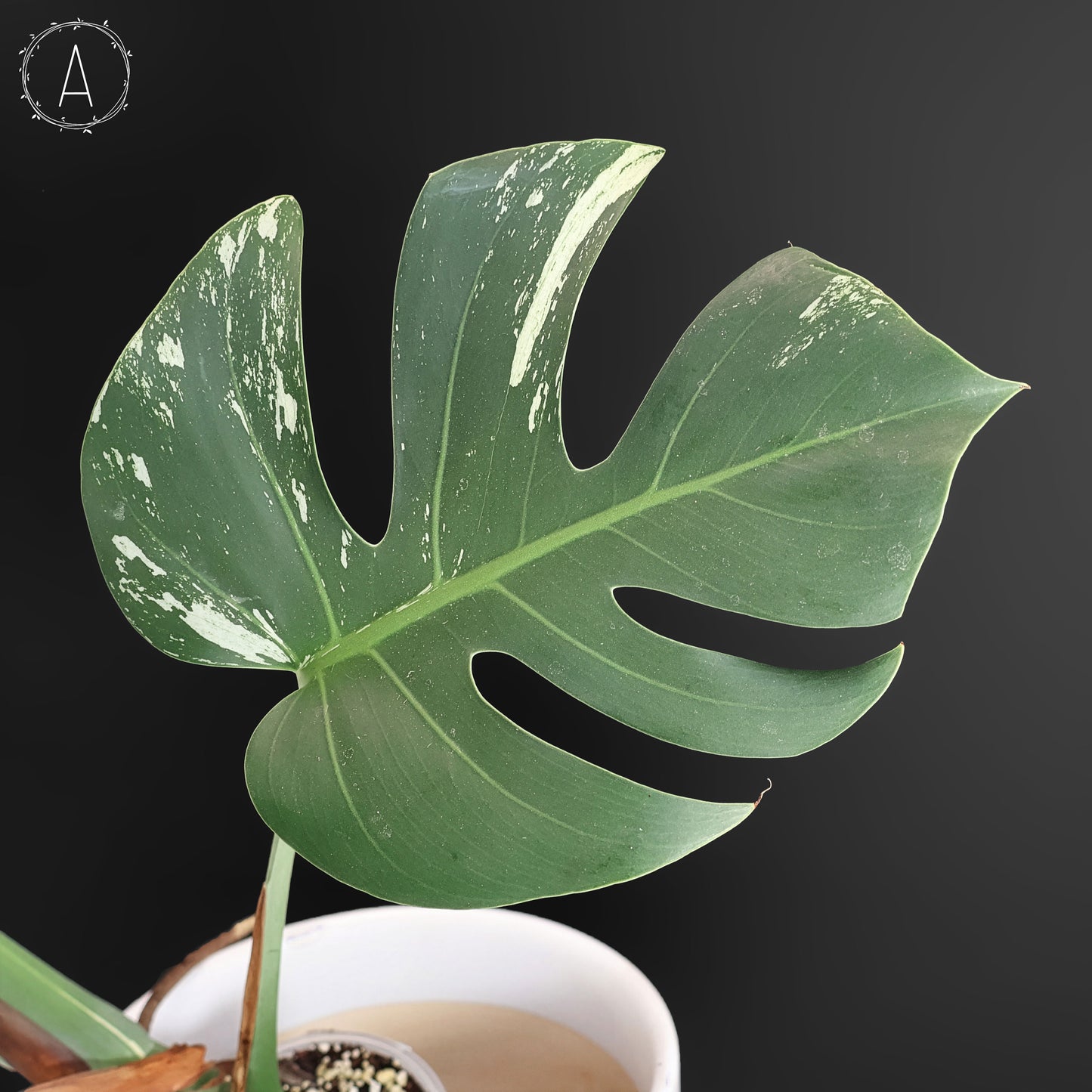Monstera Jungle Mint (sin TC)