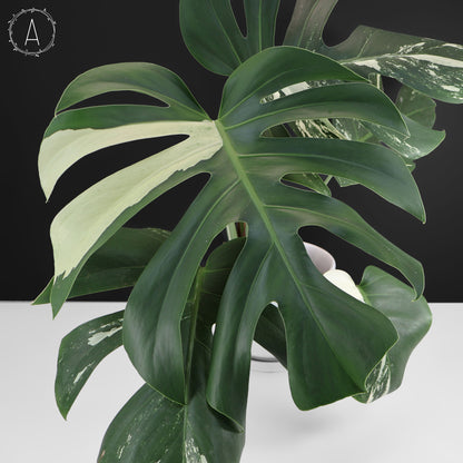Monstera Jungle Mint (sin TC)