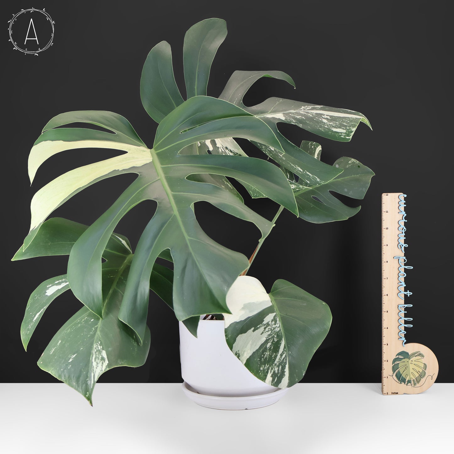 Monstera Jungle Mint (sin TC)
