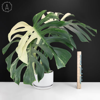 Monstera Jungle Mint (Non-TC)