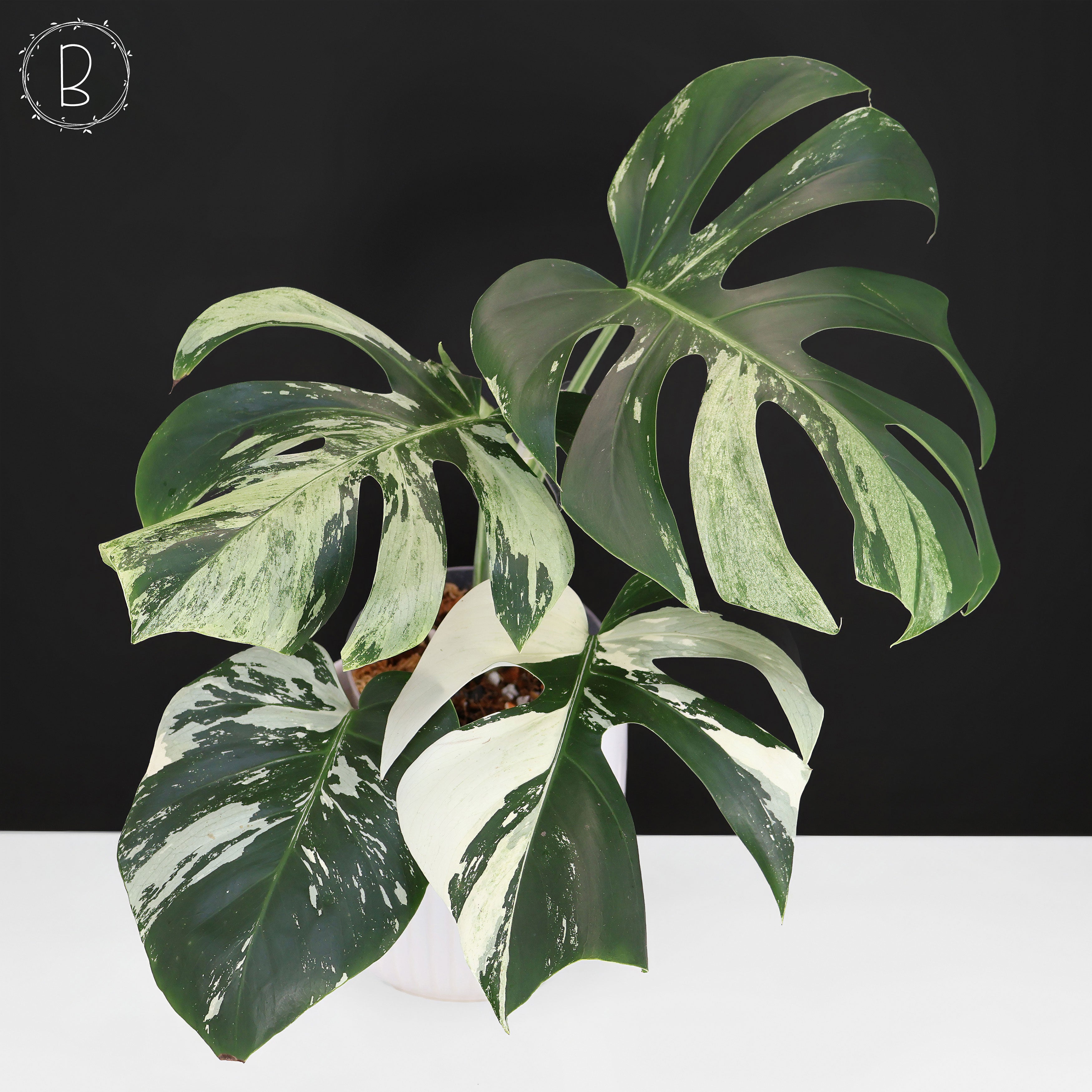 Monstera Jungle Mint (Non-TC) – Curious Plant Killer