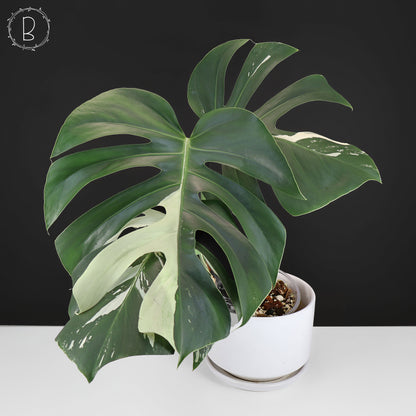 Monstera Jungle Mint (sin TC)