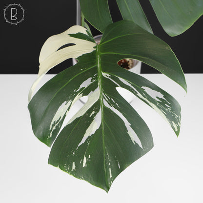 Monstera Jungle Mint (sin TC)