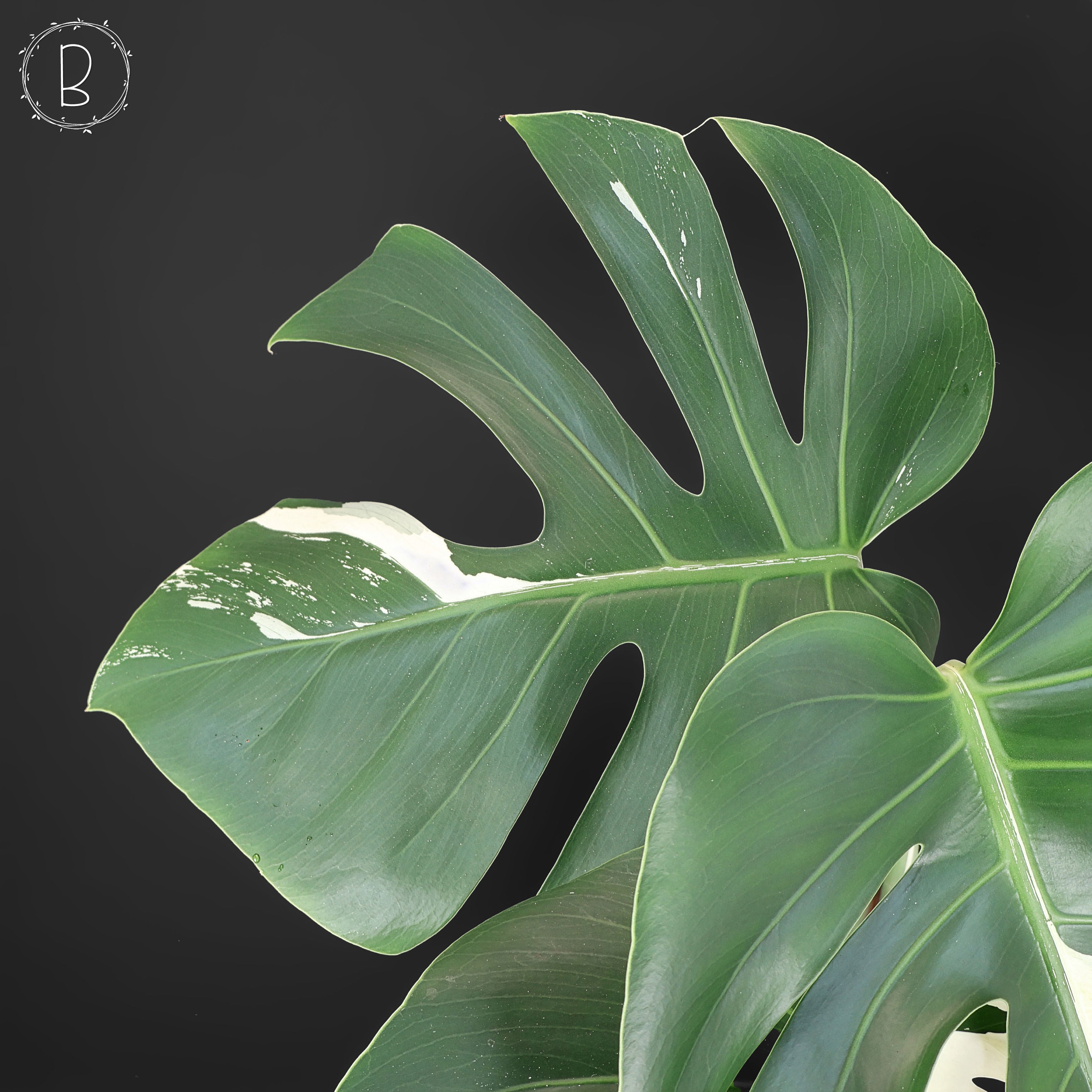 Monstera Jungle Mint (Non-TC) – Curious Plant Killer