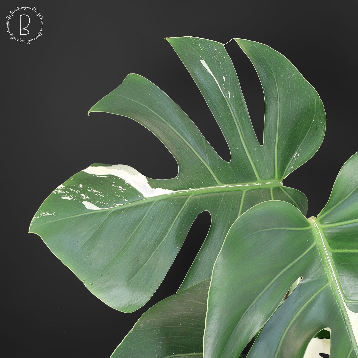Monstera Jungle Mint (sin TC)