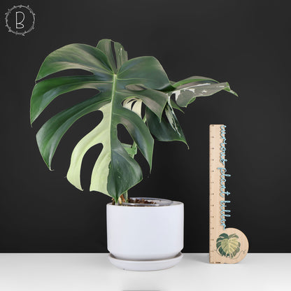 Monstera Jungle Mint (sin TC)