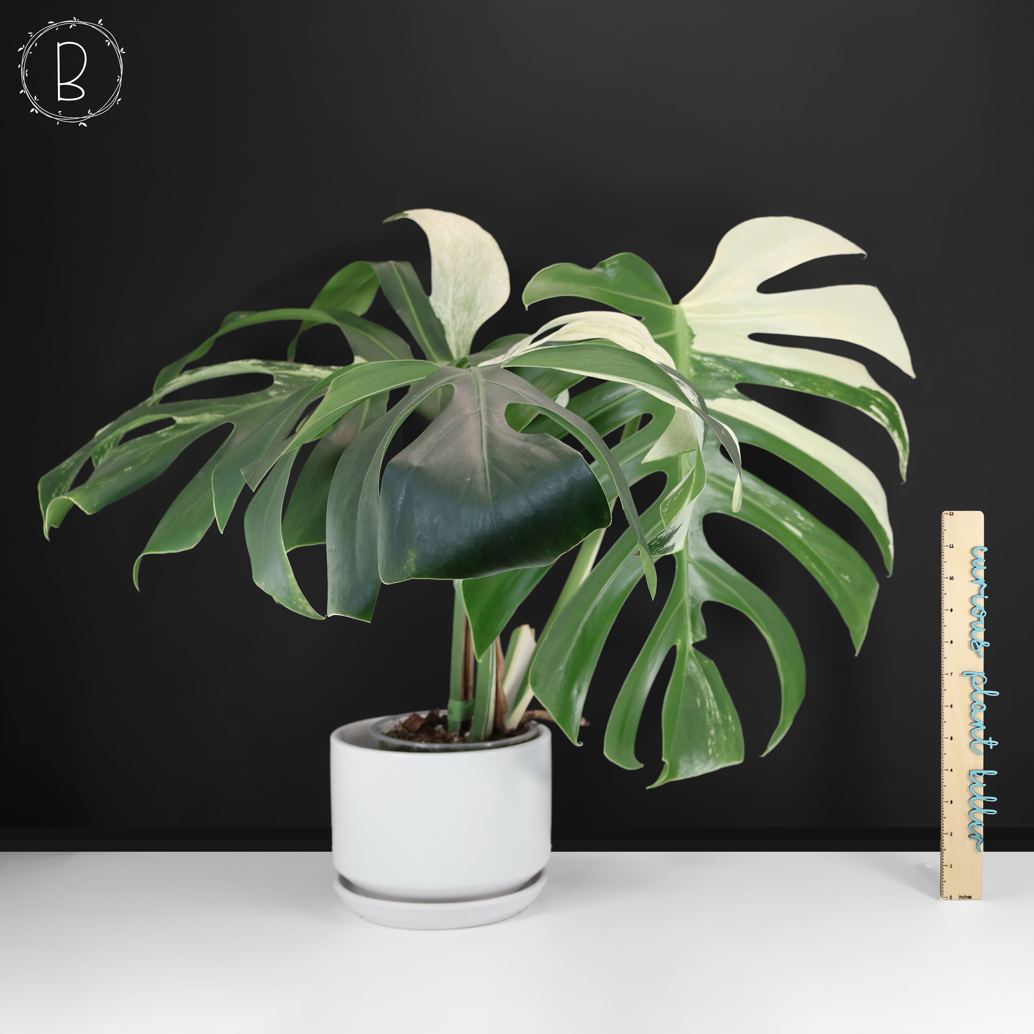 Monstera Jungle Mint OC 斑入り Monstera Jungle Mint (Non-TC) – Curious Plant Killer