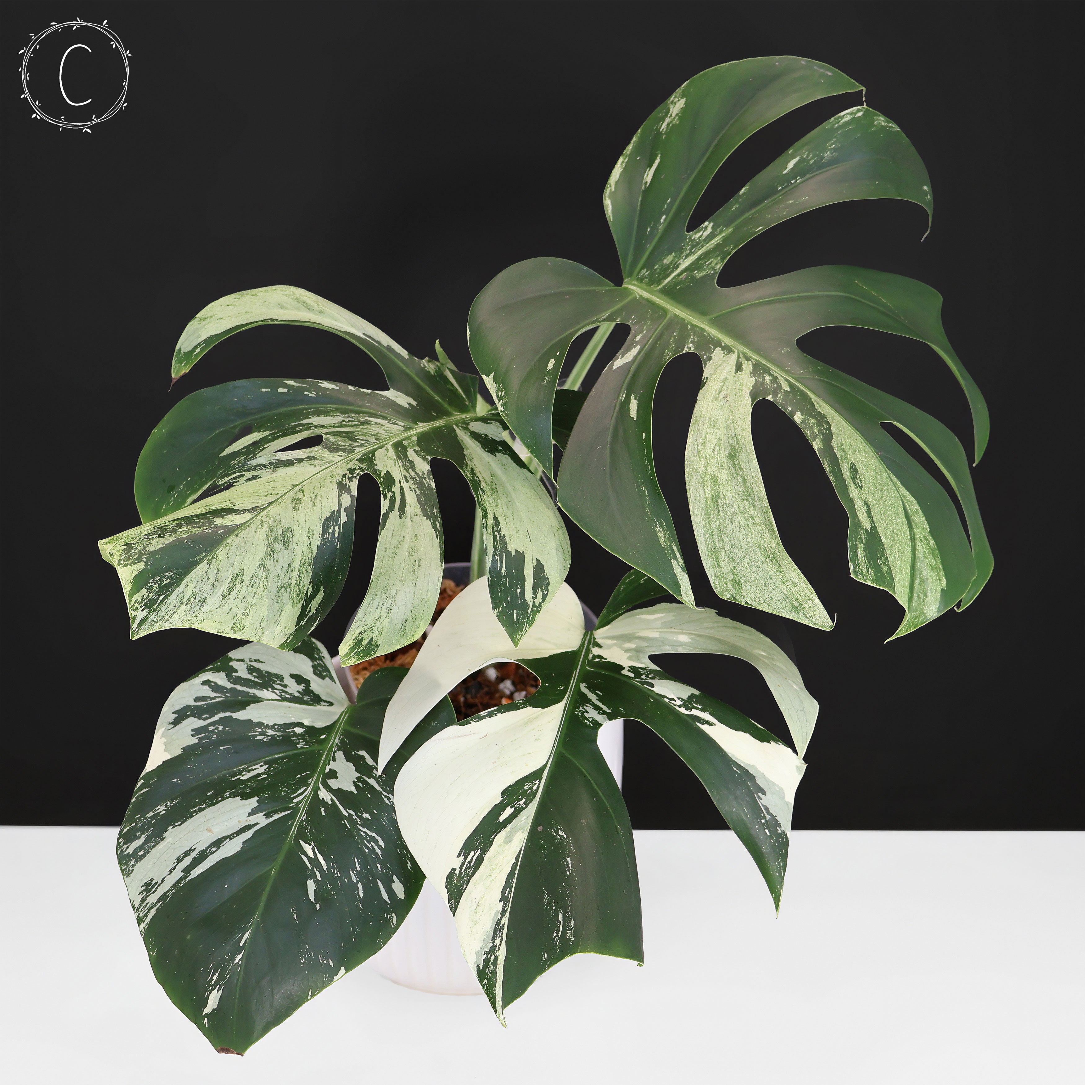 Monstera Jungle Mint OC 斑入り c モンステラ Monstera Jungle Mint (Non-TC) – Curious Plant Killer