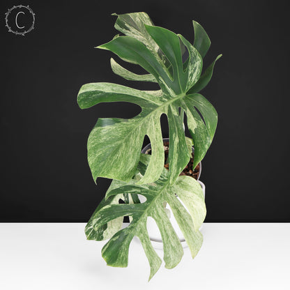 Monstera Jungle Mint (Non-TC)