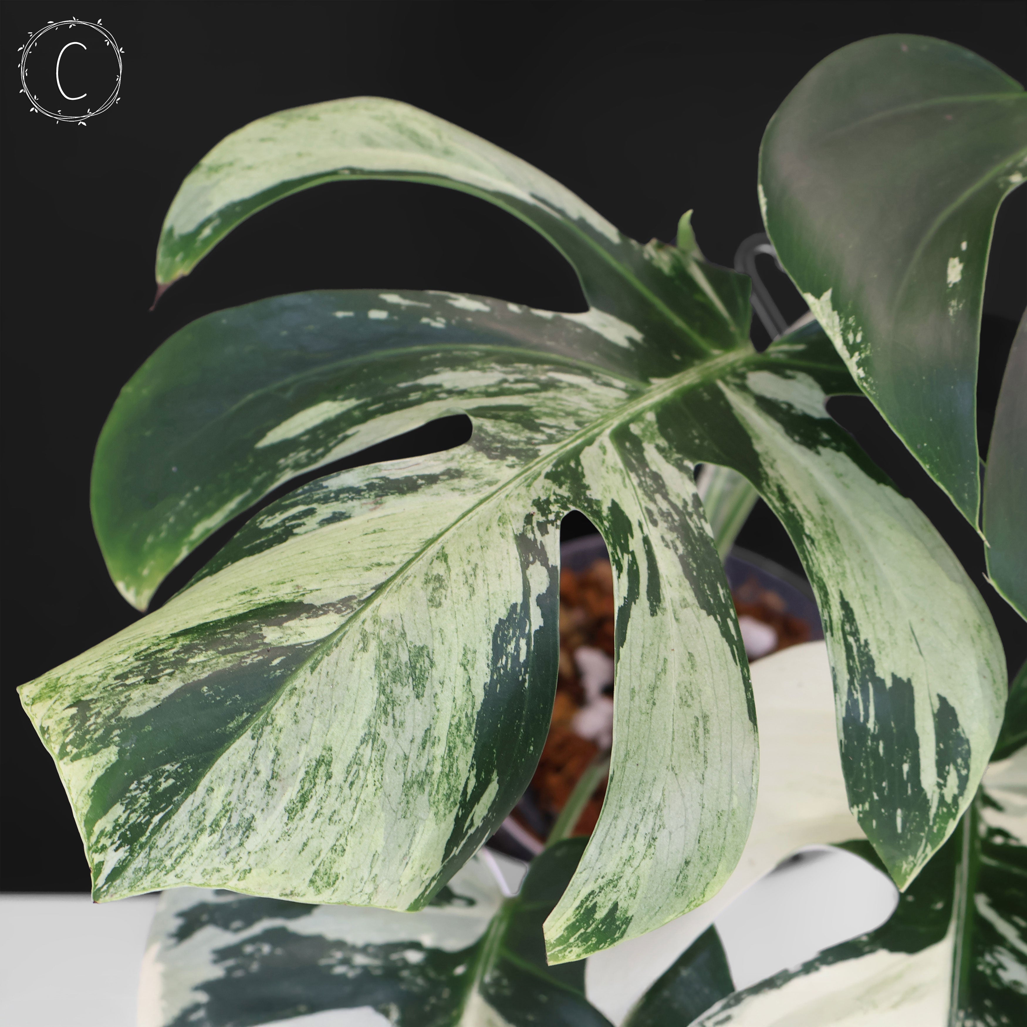 Monstera Jungle Mint (Non-TC) – Curious Plant Killer