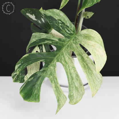 Monstera Jungle Mint (Non-TC)