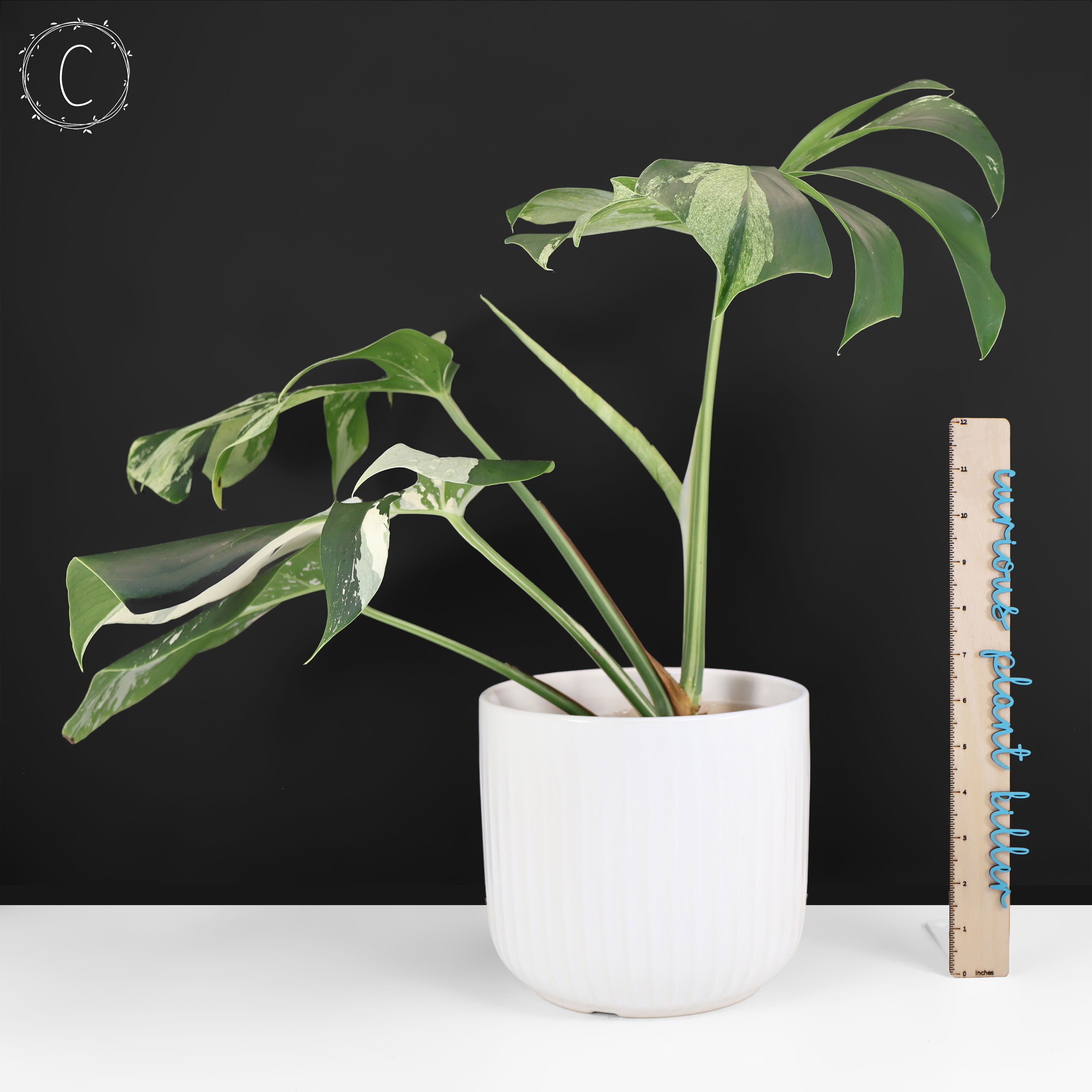 Monstera Jungle Mint (sin TC) – Curious Plant Killer