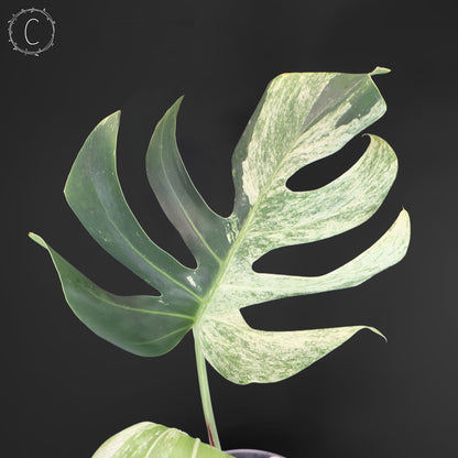 Monstera Jungle Mint (Non-TC)