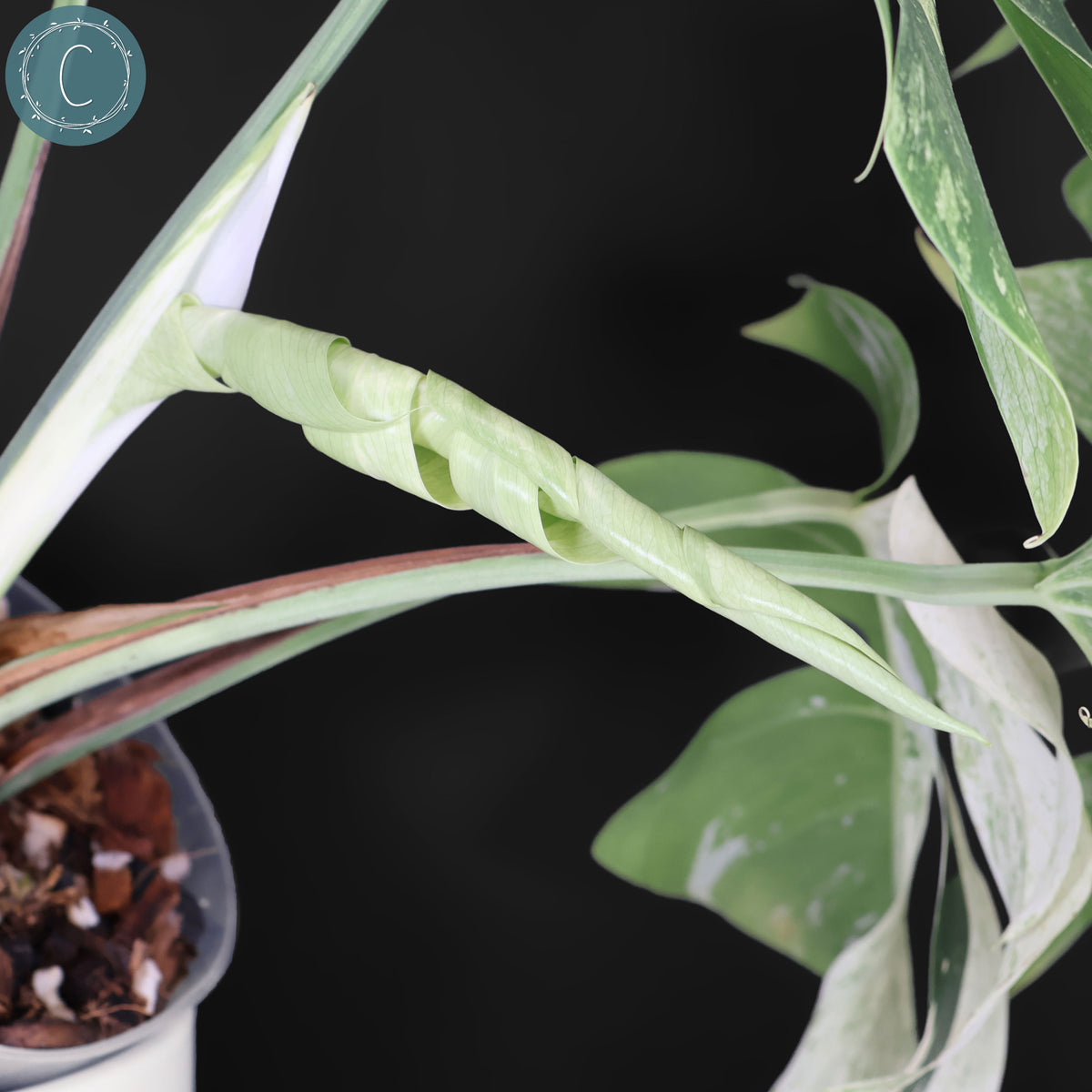 Monstera Jungle Mint (Non-TC)