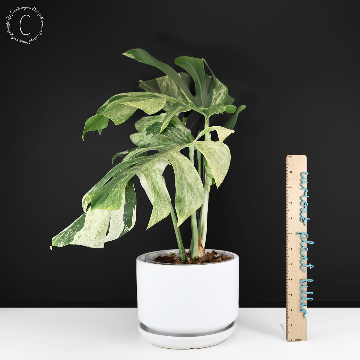 Monstera Jungle Mint (Non-TC)