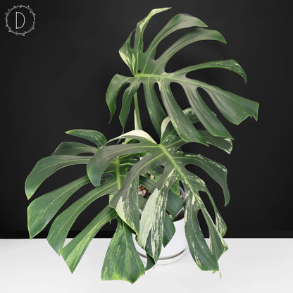 Monstera Jungle Mint (Non-TC)