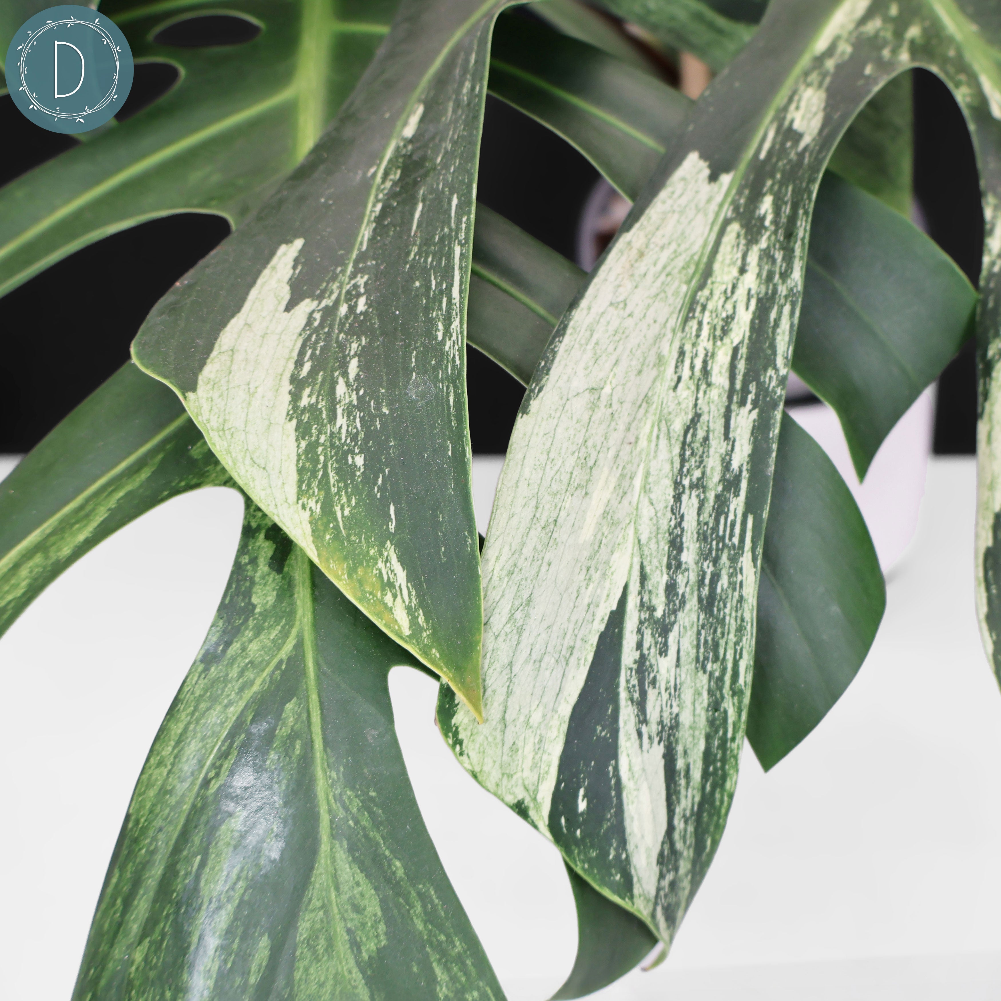 Monstera Jungle Mint (Non-TC) – Curious Plant Killer