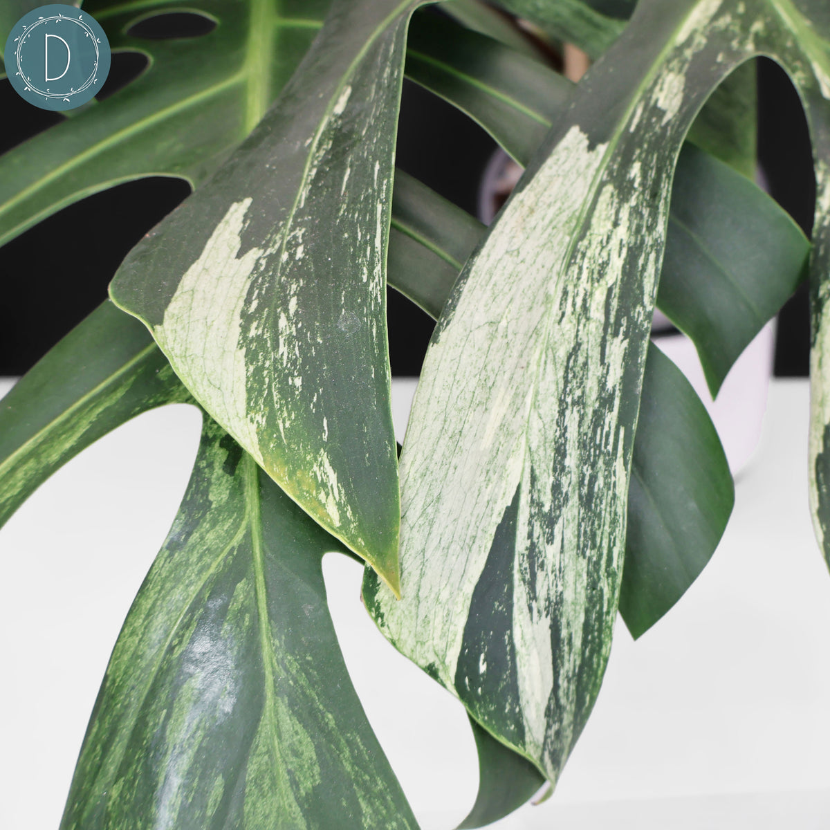 Monstera Jungle Mint (Non-TC)