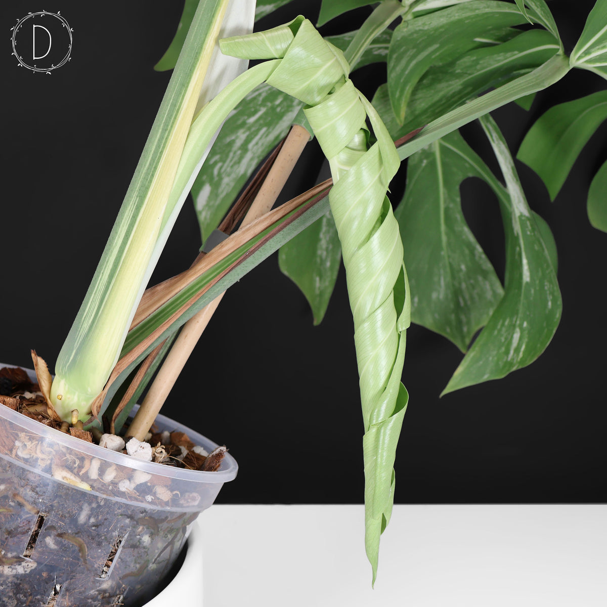 Monstera Jungle Mint (Non-TC)