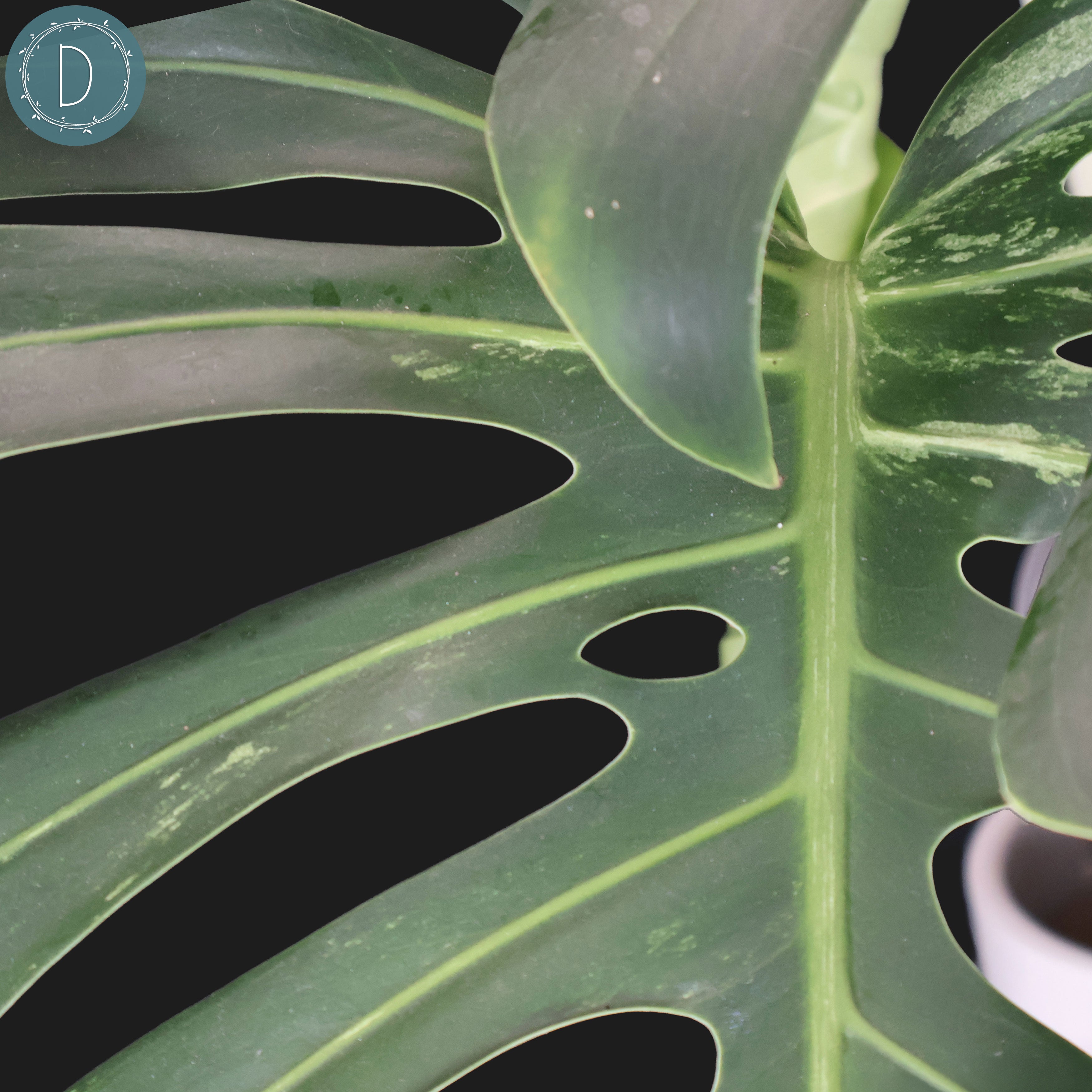 Monstera Jungle Mint (Non-TC) – Curious Plant Killer