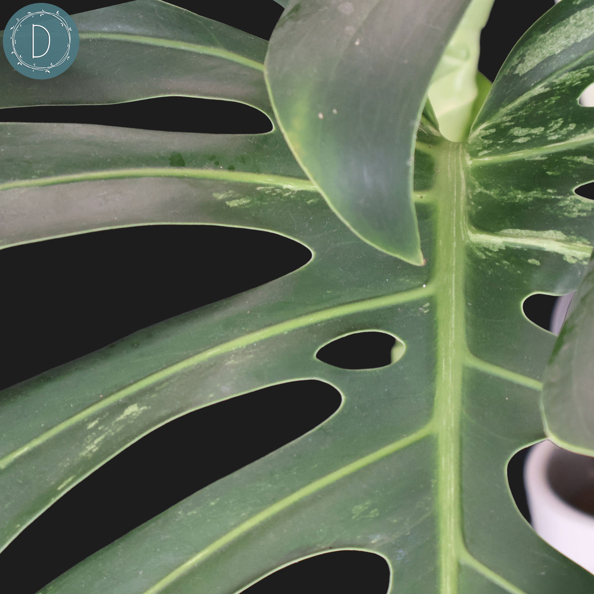 Monstera Jungle Mint (Non-TC)