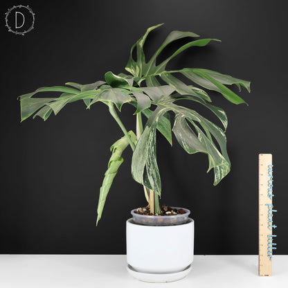 Monstera Jungle Mint (Non-TC)