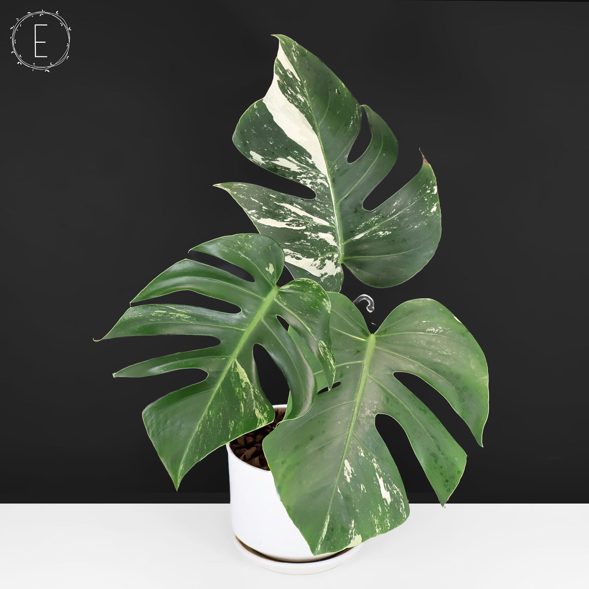 Monstera Jungle Mint (Non-TC)