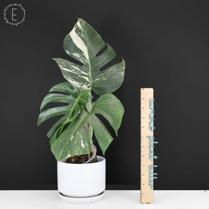 Monstera Jungle Mint (Non-TC)