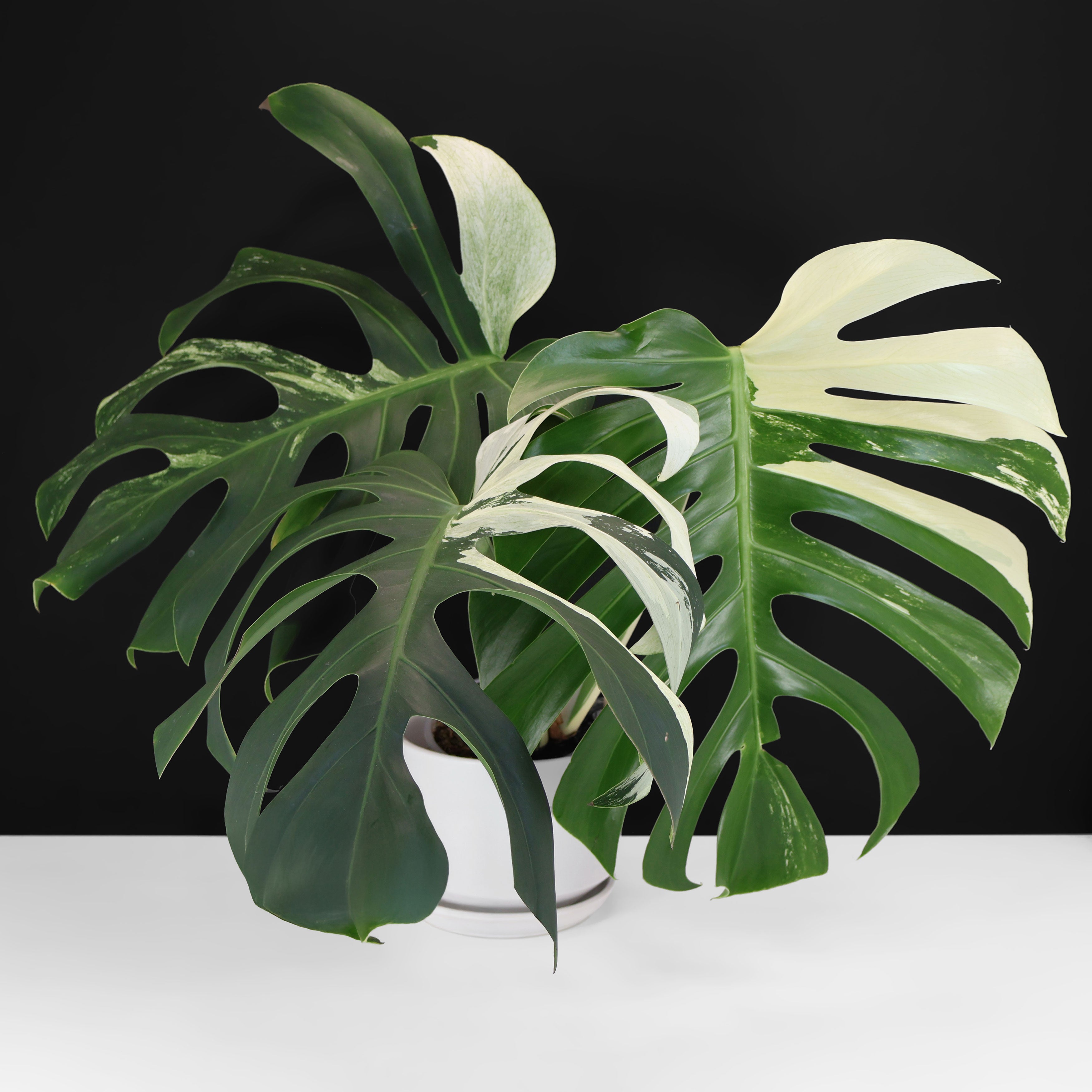 Monstera Jungle Mint (Non-TC) – Curious Plant Killer