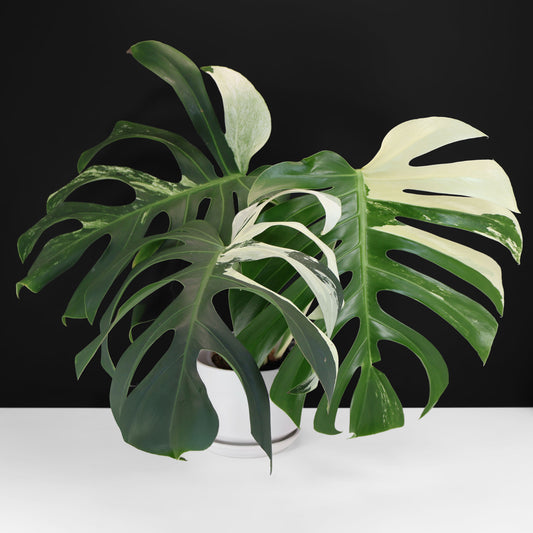 Monstera Jungle Mint (Non-TC)