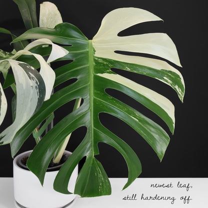 Monstera Jungle Mint (sin TC)
