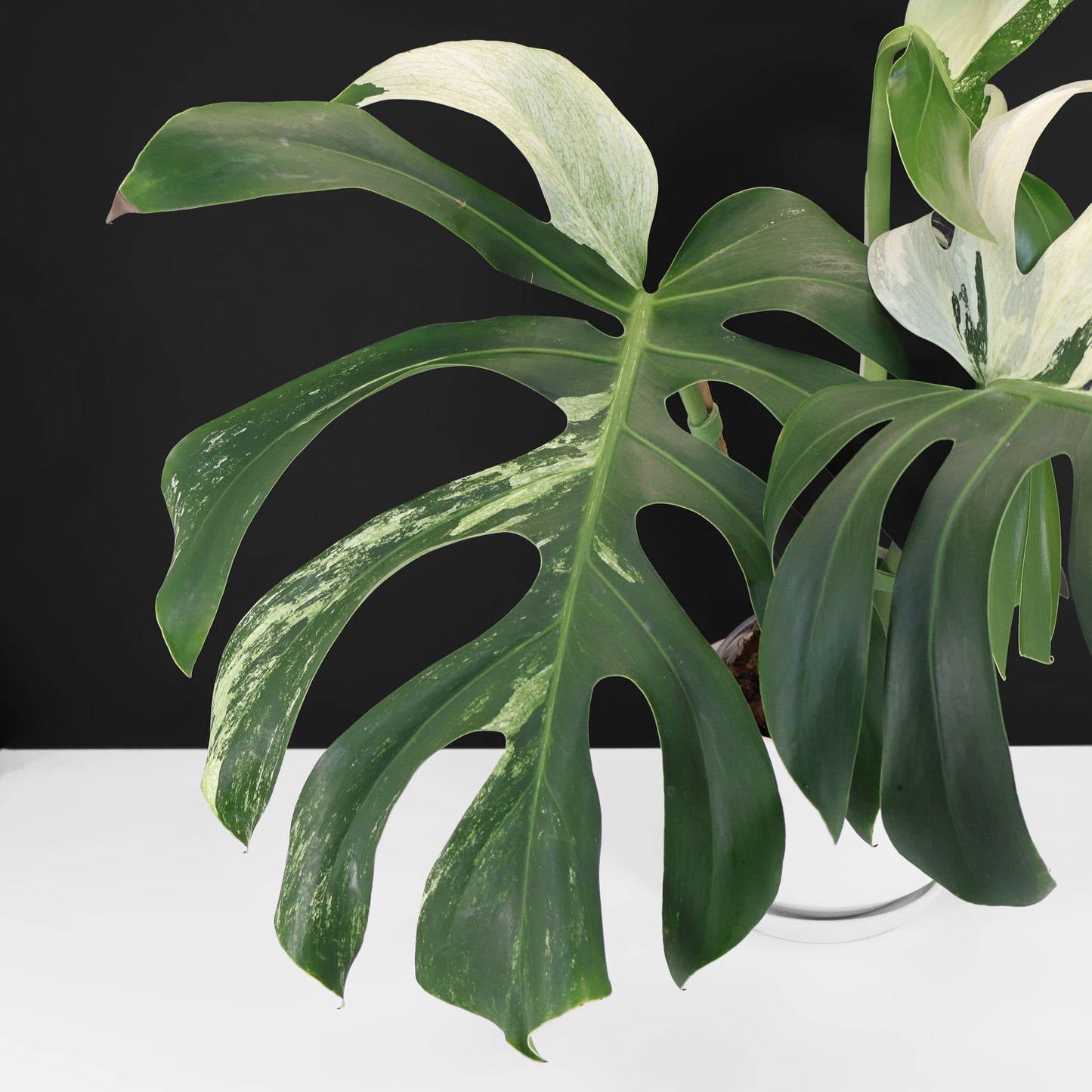 Monstera Jungle Mint (sin TC)