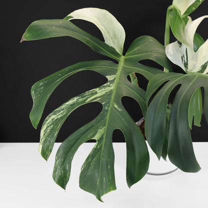 Monstera Jungle Mint (sin TC)
