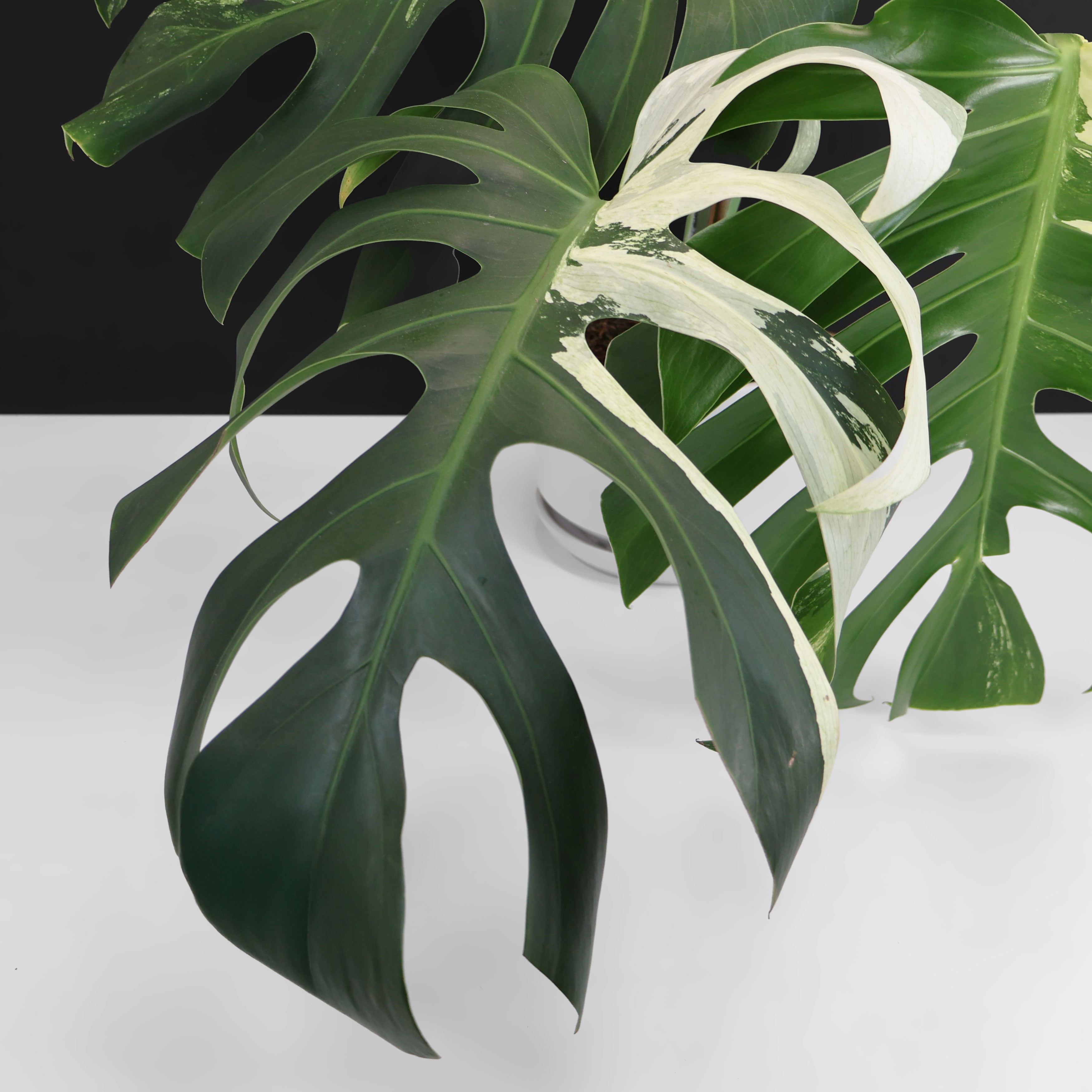 Monstera Jungle Mint (Non-TC) – Curious Plant Killer