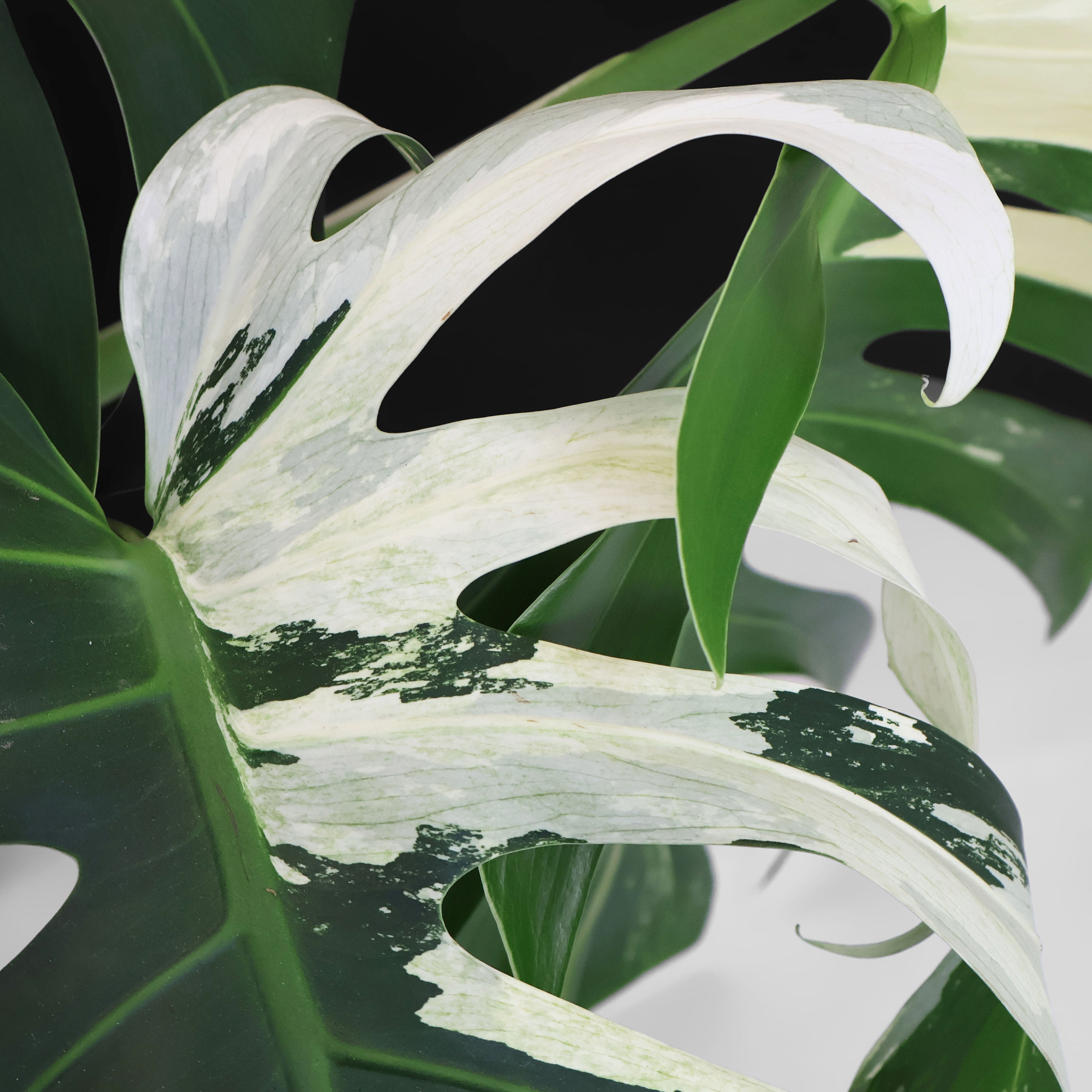 Monstera Jungle Mint (Non-TC) – Curious Plant Killer