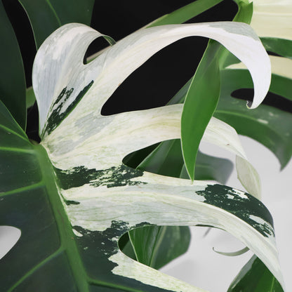 Monstera Jungle Mint (sin TC)