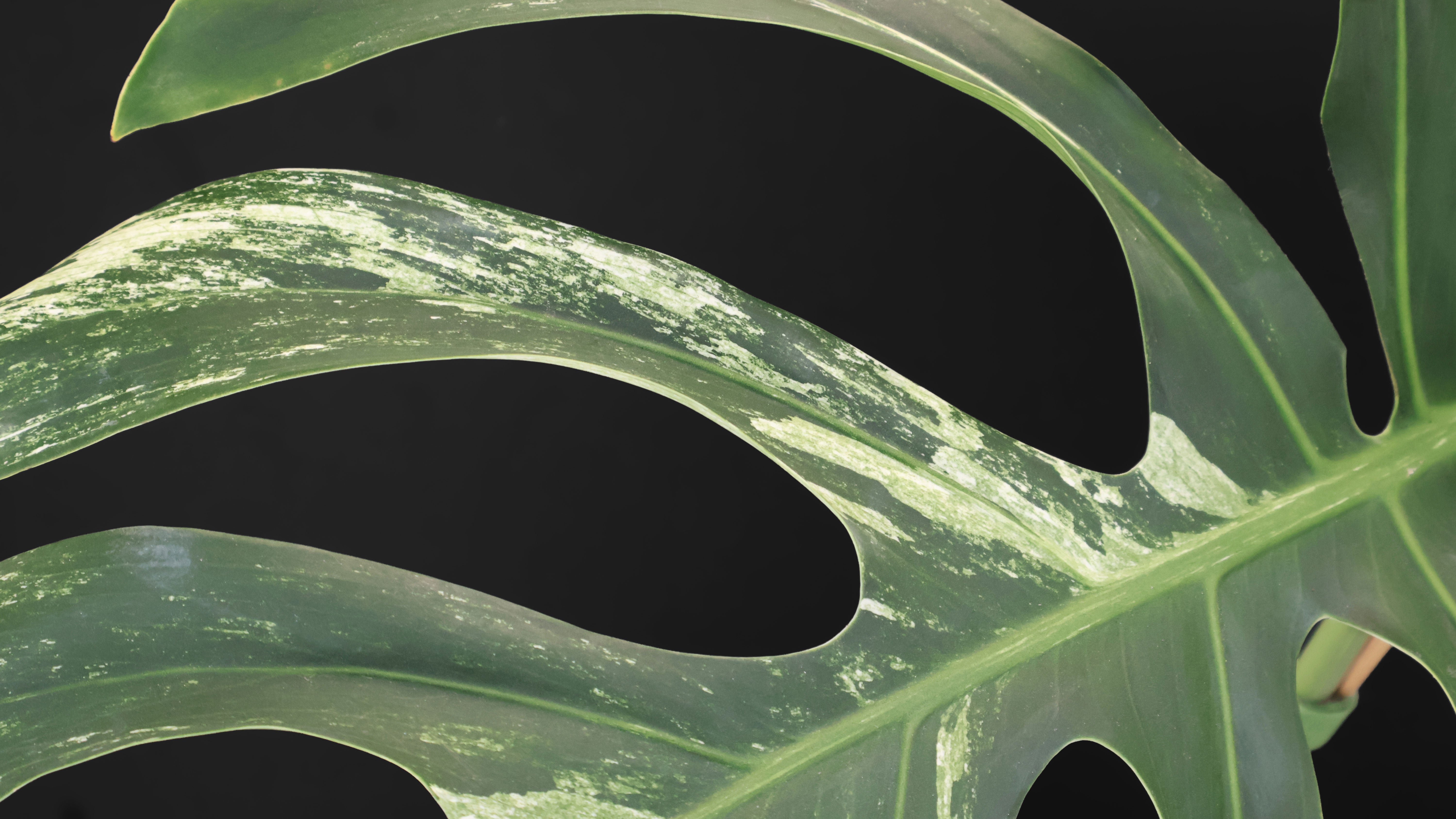 Monstera Jungle Mint (Non-TC) – Curious Plant Killer