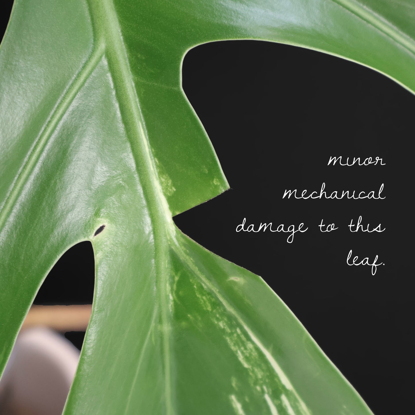 Monstera Jungle Mint (sin TC)