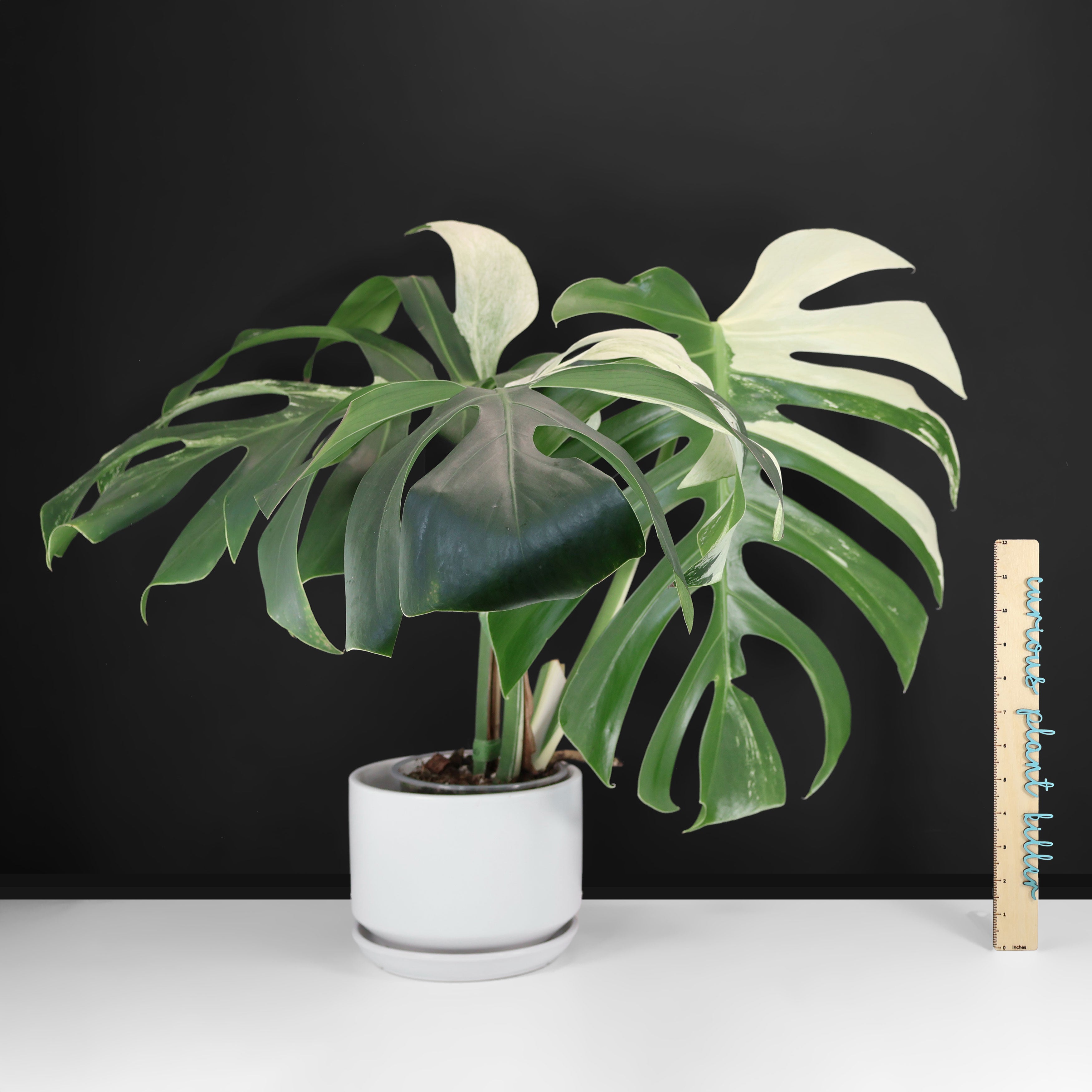 Monstera Jungle Mint (Non-TC) – Curious Plant Killer