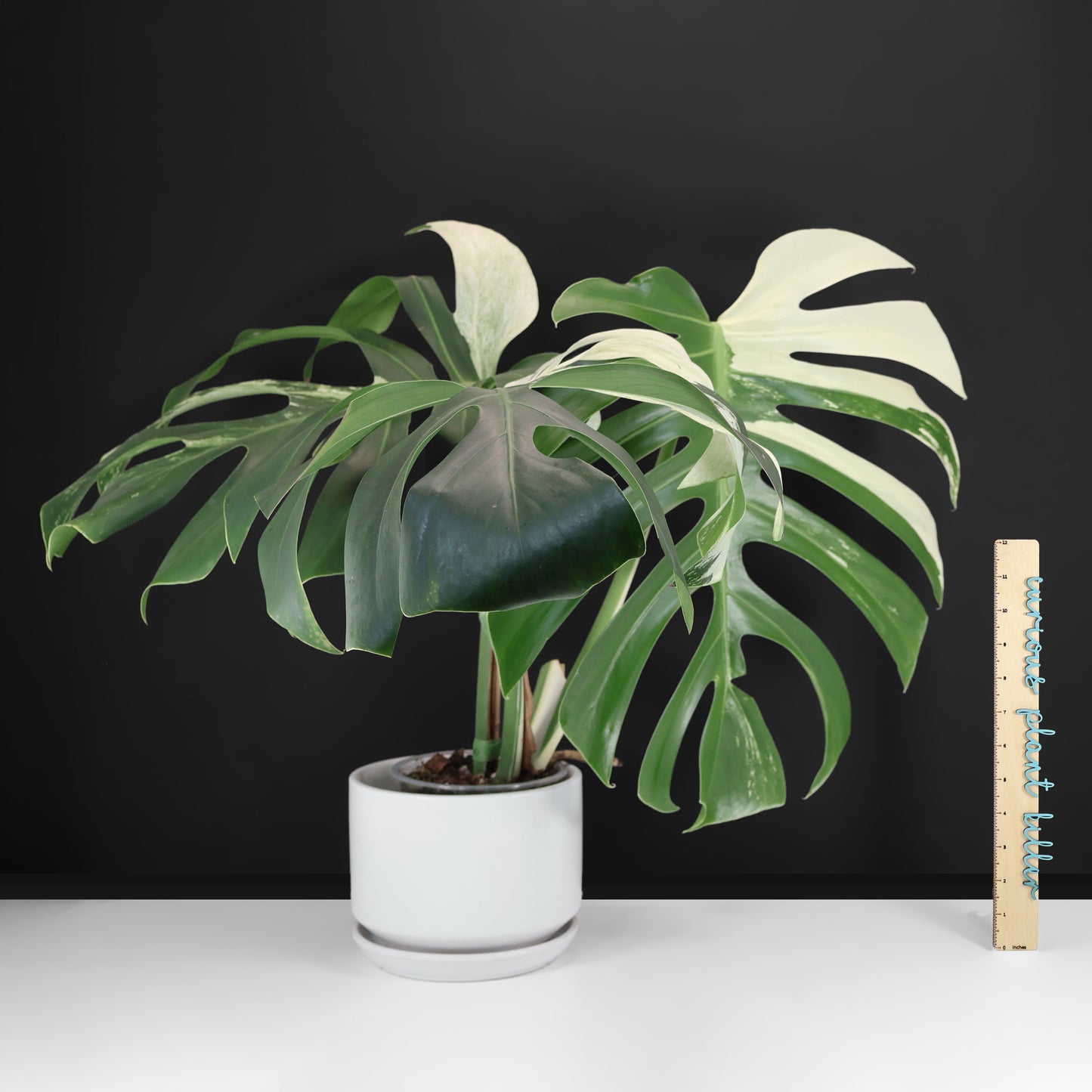 Monstera Jungle Mint (sin TC)