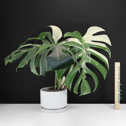 Monstera Jungle Mint (sin TC)