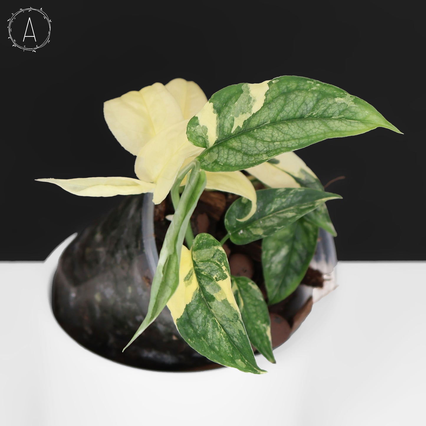 Monstera Siltepecana Albo (sp. PBD)