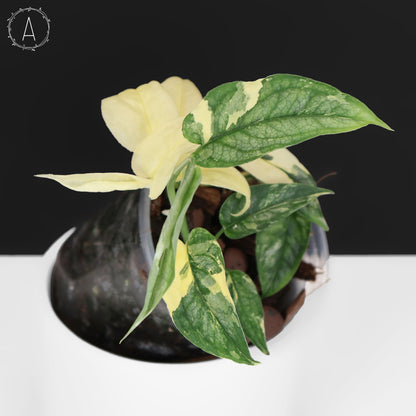 Monstera Siltepecana Albo (sp. PBD)